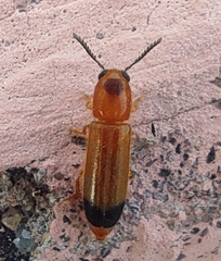 Tenerus
