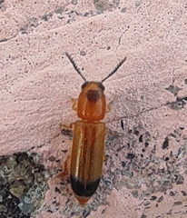 Tenerus