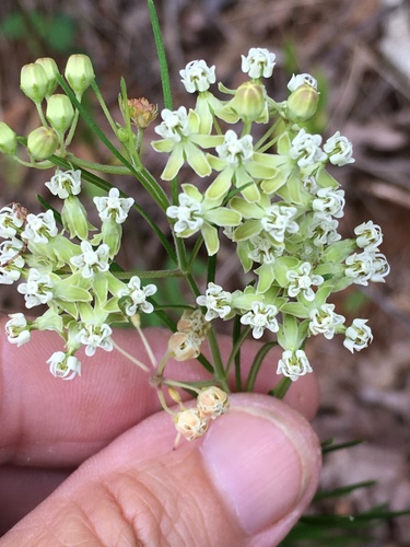 Asclepias verticillata