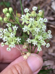 Asclepias verticillata