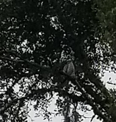 Ictinia mississippiensis