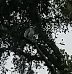 Ictinia mississippiensis