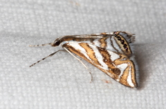 Anydraula glycerialis