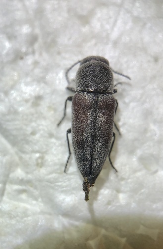 Nanularia brunneata