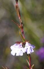 Hemigenia purpurea