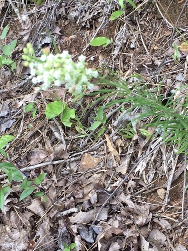 Asclepias verticillata