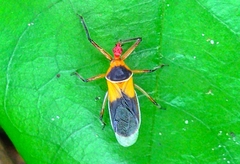 Castolus plagiaticollis