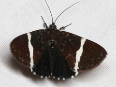 Coenotoca subaspersa