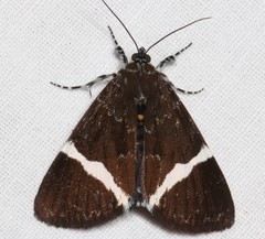 Coenotoca subaspersa