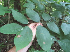 Fraxinus biltmoreana
