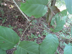 Fraxinus biltmoreana