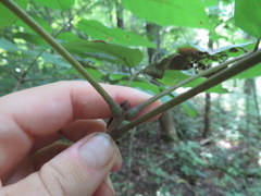 Fraxinus biltmoreana
