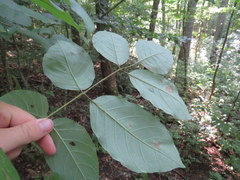 Fraxinus biltmoreana
