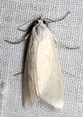 Scirpophaga