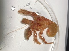 Pagurus setosus