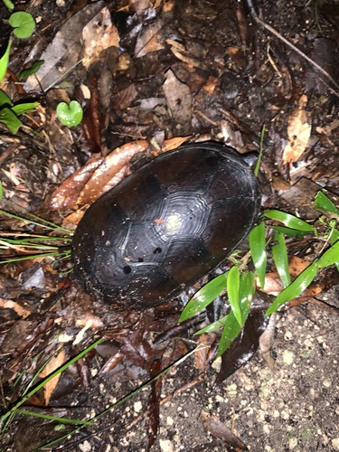 Florida Mud Turtle, Kinosternon steindachneri