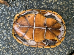 Florida Mud Turtle photo 2