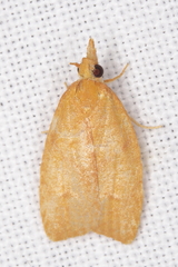 Sparganothis distincta