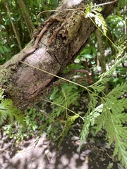 Davallia fejeensis