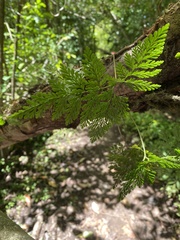Davallia fejeensis