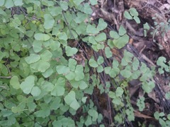 Adiantum tricholepis