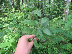 Forestiera ligustrina