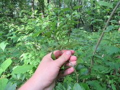 Forestiera ligustrina
