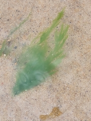 Cladophora glomerata