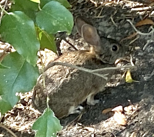 iNaturalist observation photo of Desert Cottontail