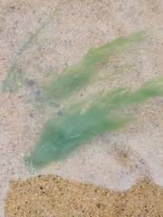 Cladophora glomerata