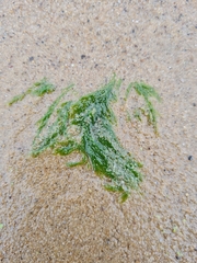 Cladophora glomerata