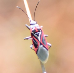 Anochrostomus formosus