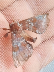 Apatelodes albipunctata