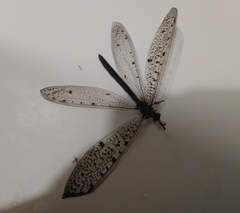 Euroleon polyspilus