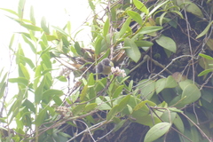 Anthreptes malacensis malacensis