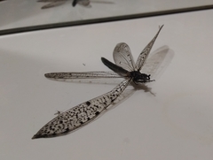 Euroleon polyspilus