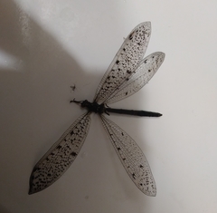 Euroleon polyspilus