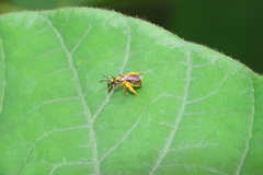 Augochlora aurifera