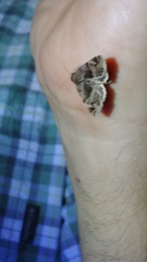 Homophoberia apicosa