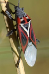 Anochrostomus formosus