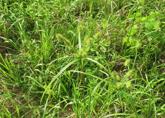 Cyperus lancastriensis