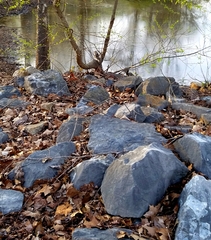 Sciurus carolinensis