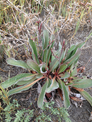 Limonium californicum