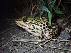 Pelophylax nigromaculatus