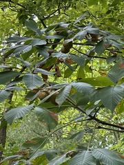 Aesculus