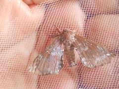 Apatelodes albipunctata