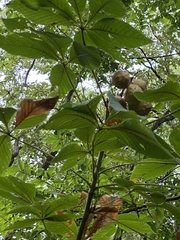 Aesculus