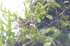 Anthreptes malacensis malacensis