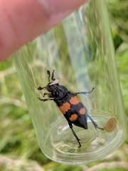 Nicrophorus hebes