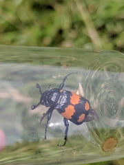 Nicrophorus hebes